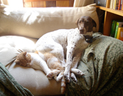 Floyd and Harmony